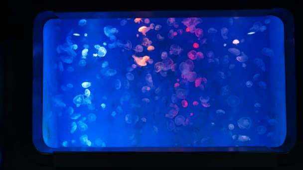 Close Jellyfish Medusa Fish Tank Neon Light Institute Marine Science — Stock Video