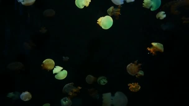 Close Kwallen Medusa Aquarium Met Neon Licht Institute Marine Science — Stockvideo