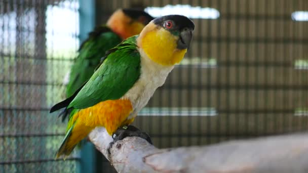Όμορφη Μακώ Παπαγάλος Πουλί Στέκεται Πάνω Ένα Ξύλινο — Αρχείο Βίντεο