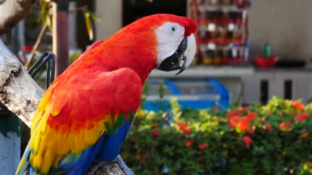 Bel oiseau perroquet macore debout sur un bois 