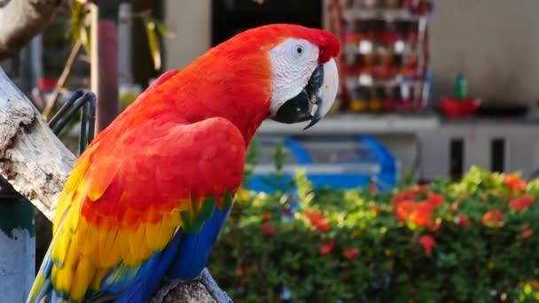 Hermoso Pájaro Loro Macore Pie Sobre Una Madera — Vídeo de stock