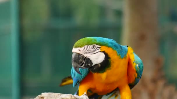 Beautiful Macore Parrot Bird Standing Wooden — Stock Video