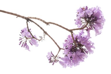 Beyaz arka plan üzerinde mor çiçek, bir tür bir önümüzdeki uç ile izole jakaranda çiçek Güney Amerika yerli.