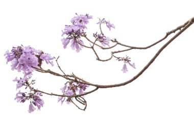 Beyaz arka plan üzerinde mor çiçek, bir tür bir önümüzdeki uç ile izole jakaranda çiçek Güney Amerika yerli.