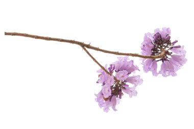 Beyaz arka plan üzerinde mor çiçek, bir tür bir önümüzdeki uç ile izole jakaranda çiçek Güney Amerika yerli.