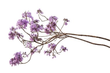 Beyaz arka plan üzerinde mor çiçek, bir tür bir önümüzdeki uç ile izole jakaranda çiçek Güney Amerika yerli.