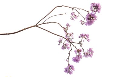 Beyaz arka plan üzerinde mor çiçek, bir tür bir önümüzdeki uç ile izole jakaranda çiçek Güney Amerika yerli.