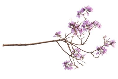 Beyaz arka plan üzerinde mor çiçek, bir tür bir önümüzdeki uç ile izole jakaranda çiçek Güney Amerika yerli.