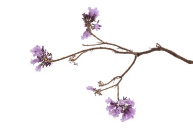 Beyaz arka plan üzerinde mor çiçek, bir tür bir önümüzdeki uç ile izole jakaranda çiçek Güney Amerika yerli.