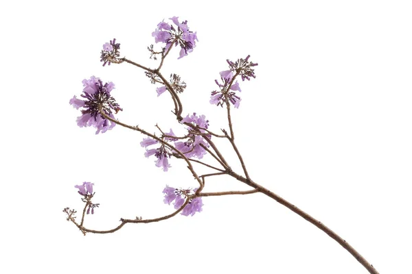 白い背景に 紫の花の先端に花序の種に分離されたジャカランダの花は南アメリカ原産 — ストック写真