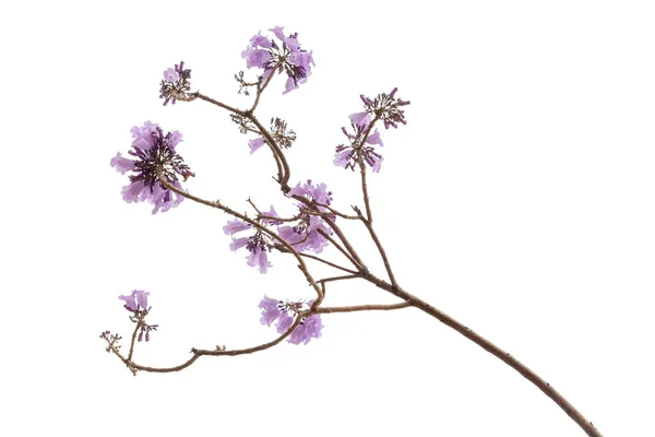 Jacaranda Fiore Isolato Fondo Bianco Specie Con Infiorescenza Alla Punta — Foto Stock