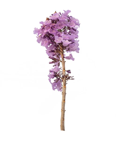 Jacaranda Virágot Elszigetelt Fehér Background Lila Virág Egy Virágzat Csúcsán — Stock Fotó
