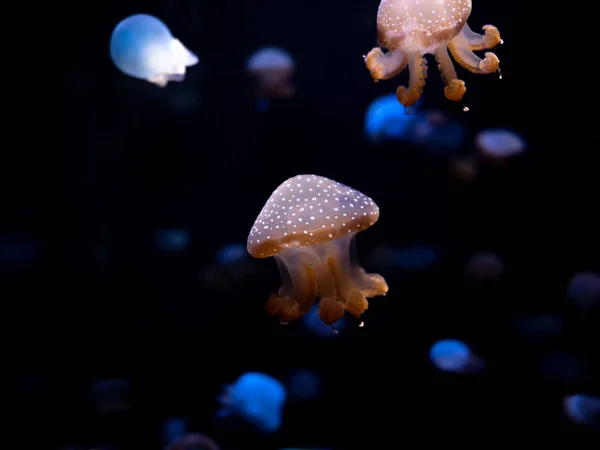 Yakın Çekim Denizanası Medusa Fish Tank Neon Işık Ile Denizanası — Stok fotoğraf