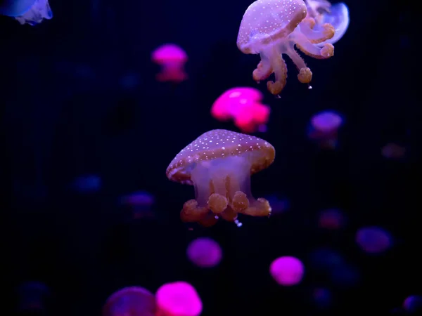Закри Медузи Medusa Садок Риби Неонові Світла Медуза Free Swimming — стокове фото