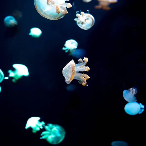 Medusa Medusa Acquario Con Luce Neon Meduse Nuoto Libero Celenterato — Foto Stock