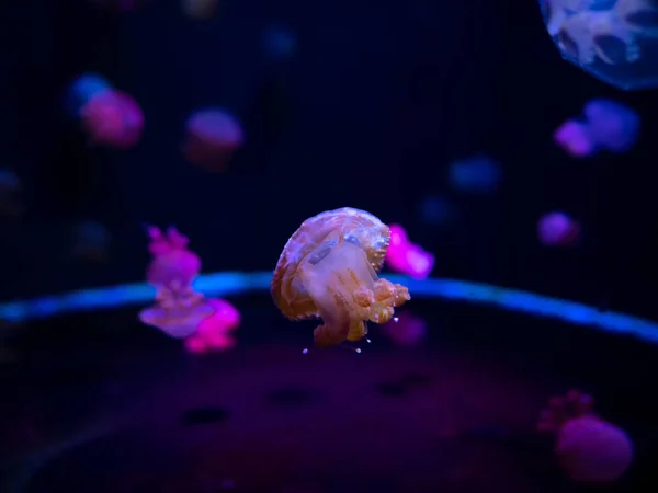 Close Jellyfish Medusa Fish Tank Neon Light Jellyfish Free Swimming — Stock Photo, Image