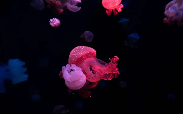 Jellyfish Close Medusa Tanque Peixe Com Luz Néon Medusa Coelenterato — Fotografia de Stock