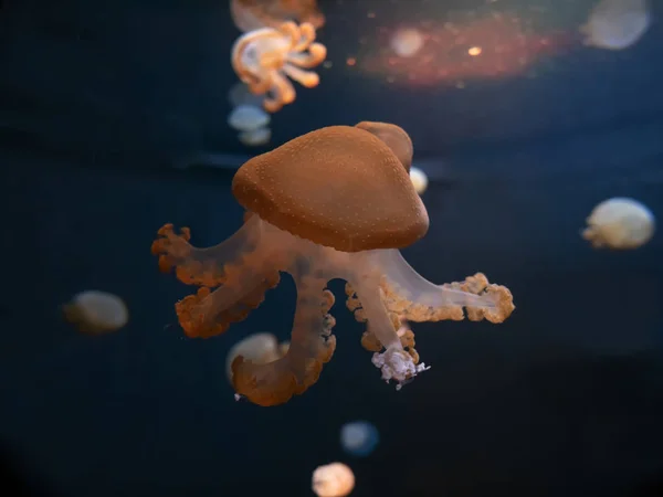 Jellyfish Primer Plano Medusa Pecera Con Luz Neón Las Medusas —  Fotos de Stock