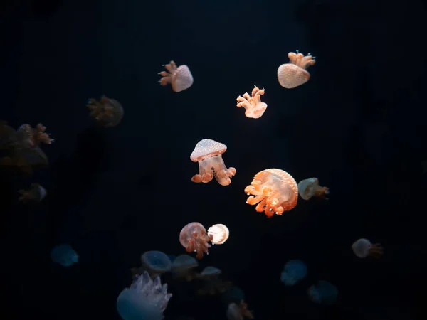 Close Kwallen Medusa Aquarium Met Neon Licht Kwallen Vrijzwemmende Mariene — Stockfoto