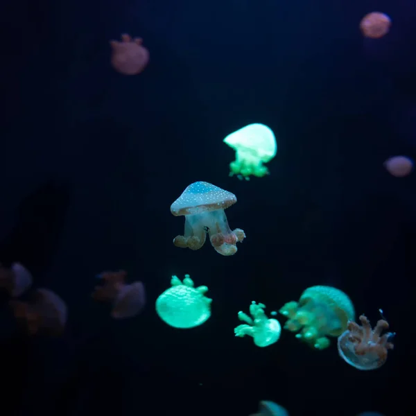 Nahaufnahme Quallen Medusa Fischbecken Mit Neonlicht Quallen Sind Frei Schwimmende — Stockfoto