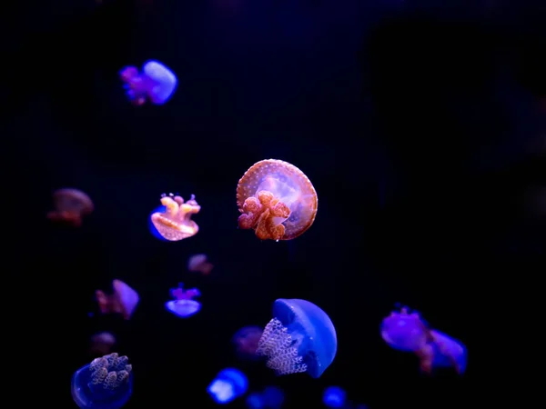 Medusa Medusa Acquario Con Luce Neon Meduse Nuoto Libero Celenterato — Foto Stock