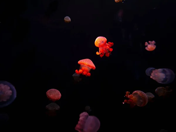 Jellyfish Close Medusa Tanque Peixe Com Luz Néon Medusa Coelenterato — Fotografia de Stock