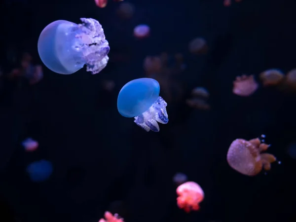 Medusa Medusa Acquario Con Luce Neon Meduse Nuoto Libero Celenterato — Foto Stock