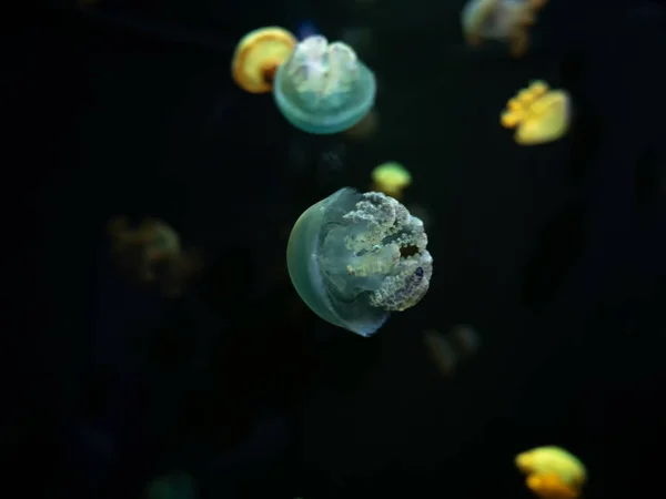 Gros Plan Méduses Méduse Dans Aquarium Néon Méduse Est Corelentérat — Photo