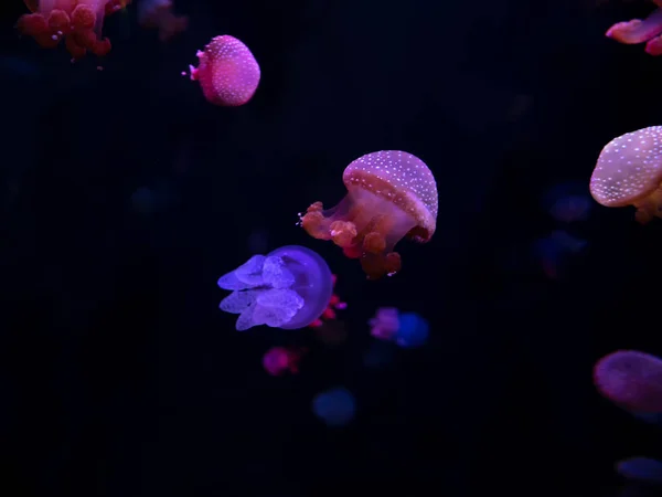 Jellyfish Primer Plano Medusa Pecera Con Luz Neón Las Medusas — Foto de Stock