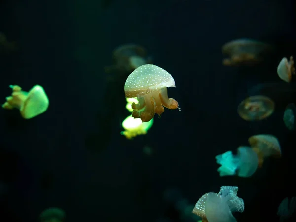Gros Plan Méduses Méduse Dans Aquarium Néon Méduse Est Corelentérat — Photo