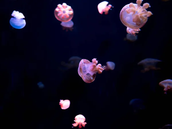 Close Jellyfish Medusa Fish Tank Neon Light Jellyfish Free Swimming — Stock Photo, Image