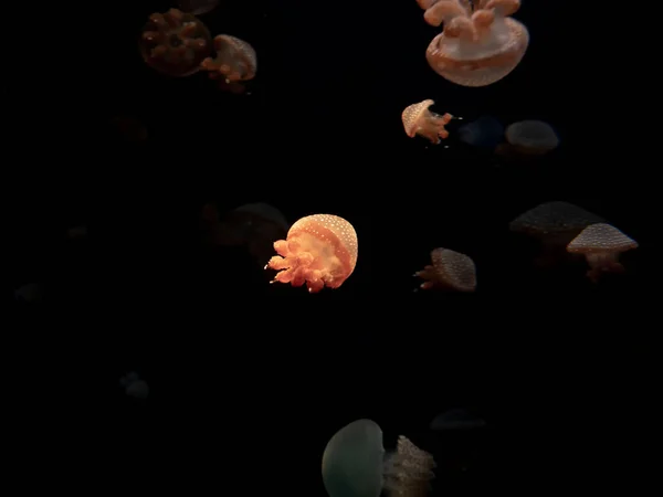 Zbliżenie Jellyfish Medusa Akwarium Neon Light Meduza Jest Wysysania Morskich — Zdjęcie stockowe