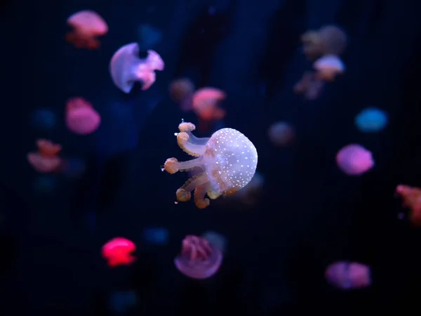 特写水母 水母在鱼缸与霓虹灯 水母是自由游泳的海洋腔肠动物与湿乎乎钟或飞碟形状的身体 通常是透明的 — 图库照片