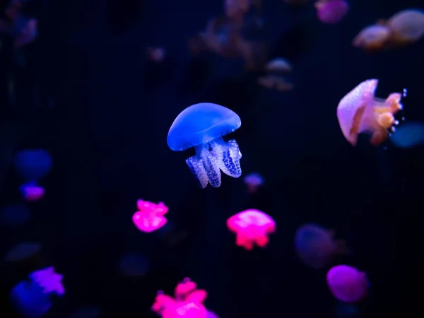 Jellyfish Primer Plano Medusa Pecera Con Luz Neón Las Medusas —  Fotos de Stock