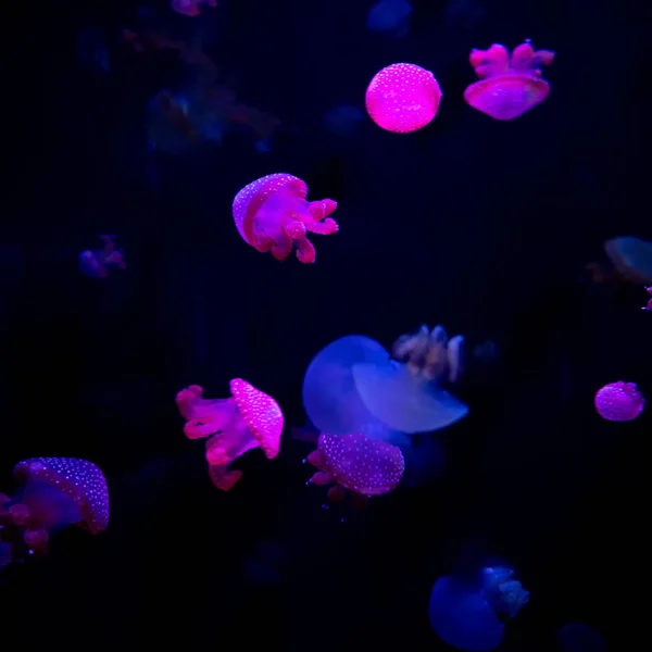 Medusa Medusa Acquario Con Luce Neon Meduse Nuoto Libero Celenterato — Foto Stock