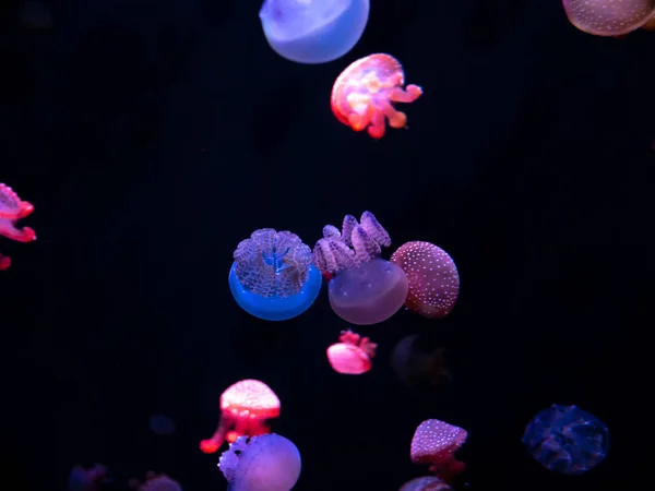 Jellyfish Close Medusa Tanque Peixe Com Luz Néon Medusa Coelenterato — Fotografia de Stock