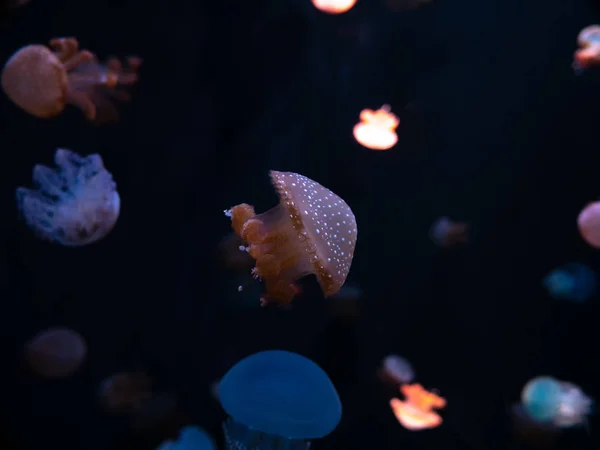 Medusa Medusa Acquario Con Luce Neon Meduse Nuoto Libero Celenterato — Foto Stock