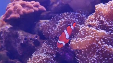 Güzel deniz çiçek ile balık ve mercan sualtı dünyasını. Akvaryumda hareketli deniz çiçek.