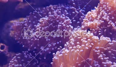 Güzel deniz çiçek ile balık ve mercan sualtı dünyasını. Akvaryumda hareketli deniz çiçek.