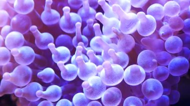 Balık ve mercan ile sualtı dünyasında güzel deniz çiçek.