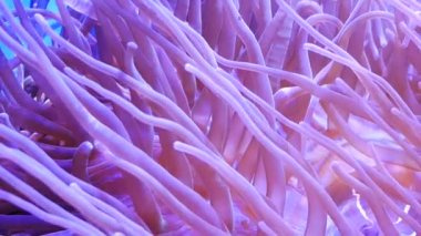 Balık ve mercan ile sualtı dünyasında güzel deniz çiçek.