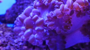 Balık ve mercan ile sualtı dünyasında güzel deniz çiçek.