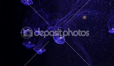 Yakın çekim denizanası, Medusa fish tank neon ışık ile. Denizanası genellikle saydamdır jellylike bell - veya daire biçimli bir vücut ile free-swimming deniz coelenterate olduğunu.