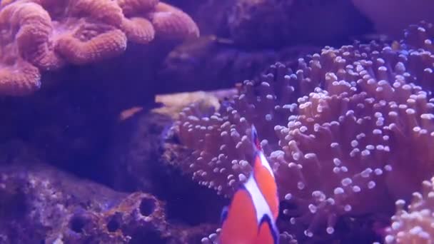 Bela Flor Mar Mundo Subaquático Com Corais Peixes Flores Mar — Vídeo de Stock