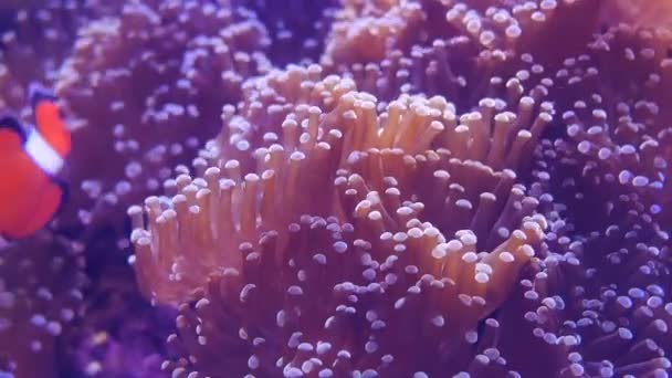Прекрасна Морська Квітка Підводному Світі Коралами Рибою Морські Квіти Рухаються — стокове відео