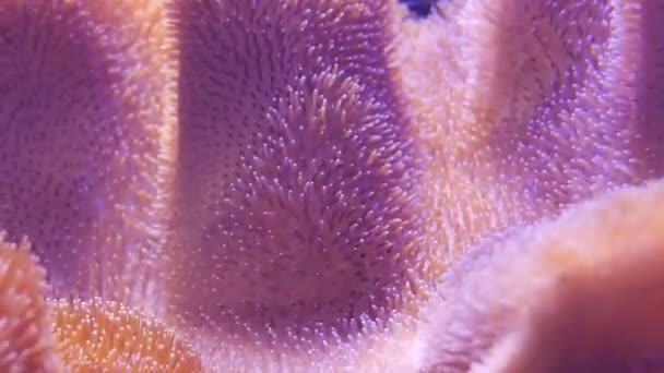 サンゴと魚の水中世界で美しい海の花 水槽の移動海花 — ストック動画