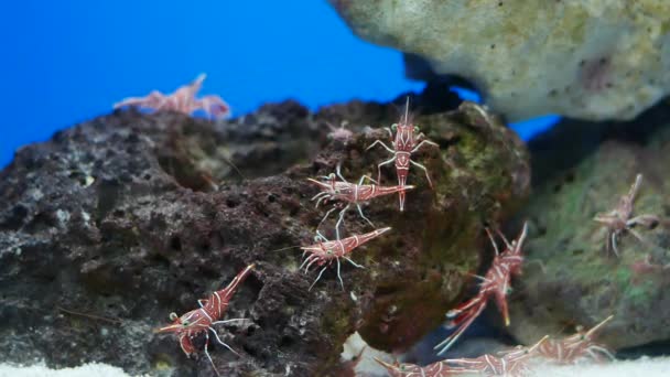 刺猬嘴虾 鱼缸里的小虾真漂亮 — 图库视频影像