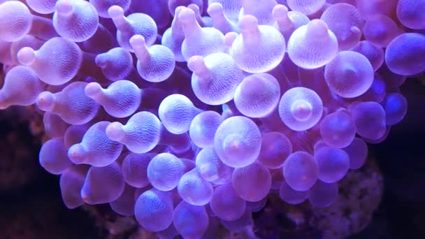 Bela Flor Mar Mundo Subaquático Com Corais Peixes — Vídeo de Stock