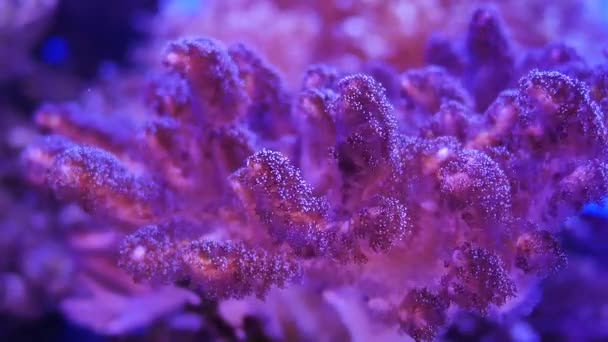 Bellissimo Fiore Mare Nel Mondo Sottomarino Con Coralli Pesci — Video Stock