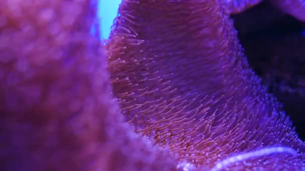 Bellissimo Fiore Mare Nel Mondo Sottomarino Con Coralli Pesci — Video Stock